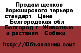 Продам щенков йоркширского терьера стандарт › Цена ­ 6 500 - Белгородская обл., Белгород г. Животные и растения » Собаки   